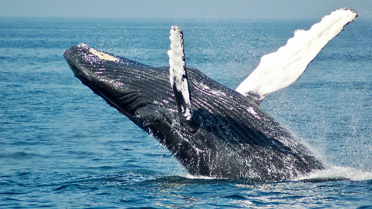 Ether Whales Scooped Up $94M in ETH as Price Plunged to $1.6K Ether Whales Scooped Up $94M in ETH as Price Plunged to $1.6K