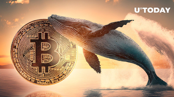 Bitcoin Whales Boost Holdings by $3 Billion Bitcoin Whales Boost Holdings by $3 Billion