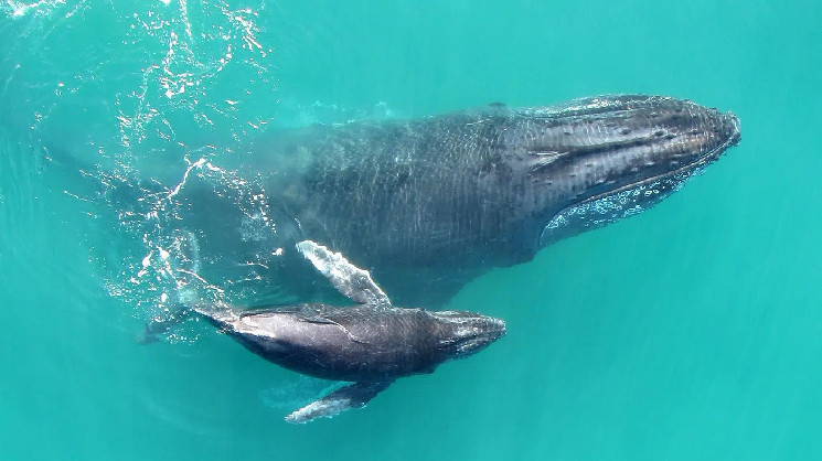 Two Giant Cryptocurrency Whales Withdraw $70 Million Worth of Altcoins from Binance and OKX Two Giant Cryptocurrency Whales Withdraw $70 Million Worth of Altcoins from Binance and OKX