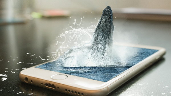 Bitcoin Whales Boosted Coin Stash by $3B in January, Data Show Bitcoin Whales Boosted Coin Stash by $3B in January, Data Show