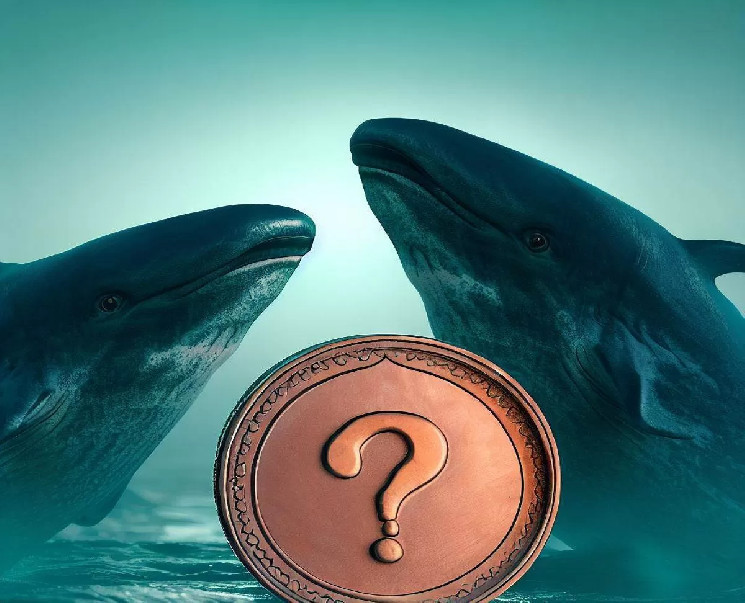 Preparing for the Bull, Giant Whales Buy This Altcoin Instead of Bitcoin: They Made a New Purchase of 22 Million Dollars! Preparing for the Bull, Giant Whales Buy This Altcoin Instead of Bitcoin: They Made a New Purchase of 22 Million Dollars!