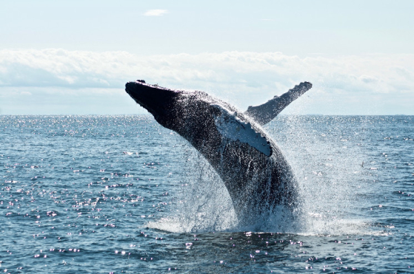 Bitcoin Whales Increase Holdings By 4.5%, Getting Ready For Rally? Bitcoin Whales Increase Holdings By 4.5%, Getting Ready For Rally?